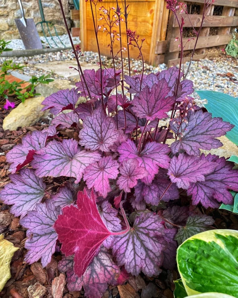 heuchere couleur porpre plante balcon planter en aout