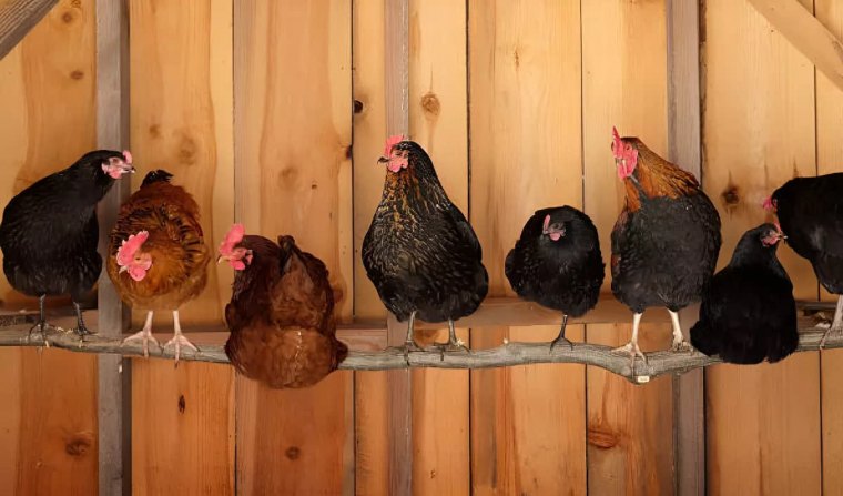 huit poules sur une branche epaisse sur fond d un mur en planche en bois