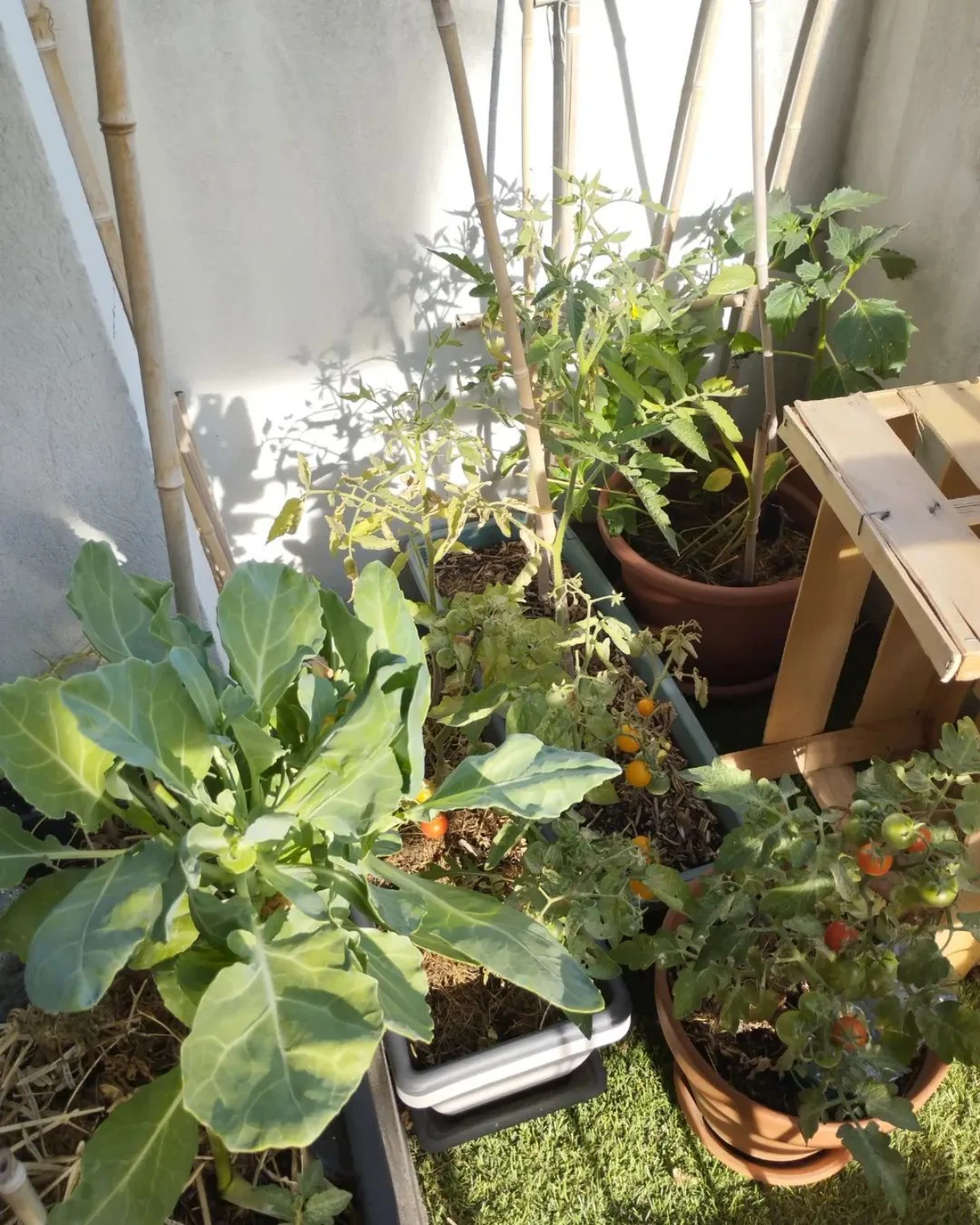 idee de potager sur un balcon jardin urbain tomates