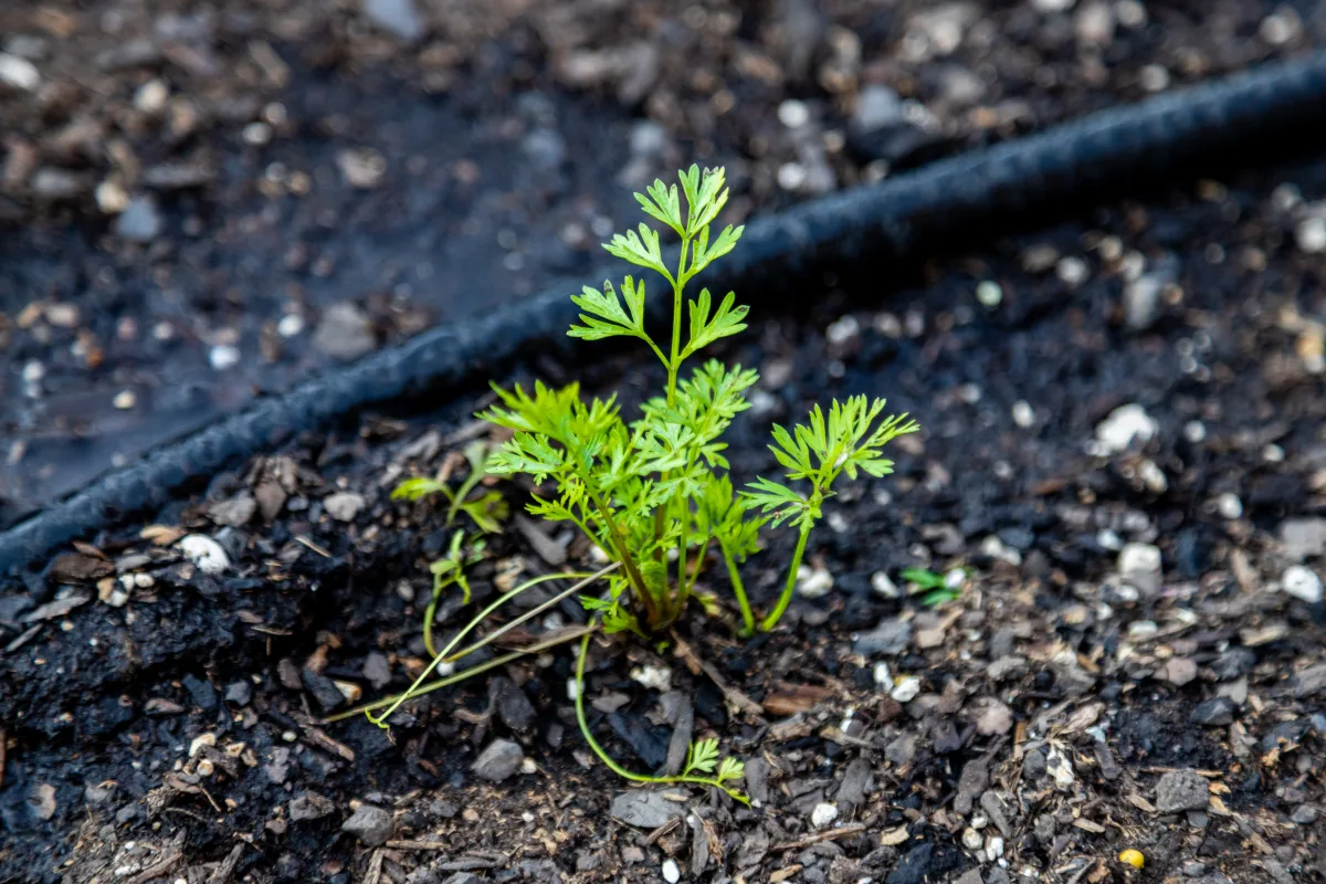 idée irrigation jardin potager avec goutte à goutte systeme d arrosage