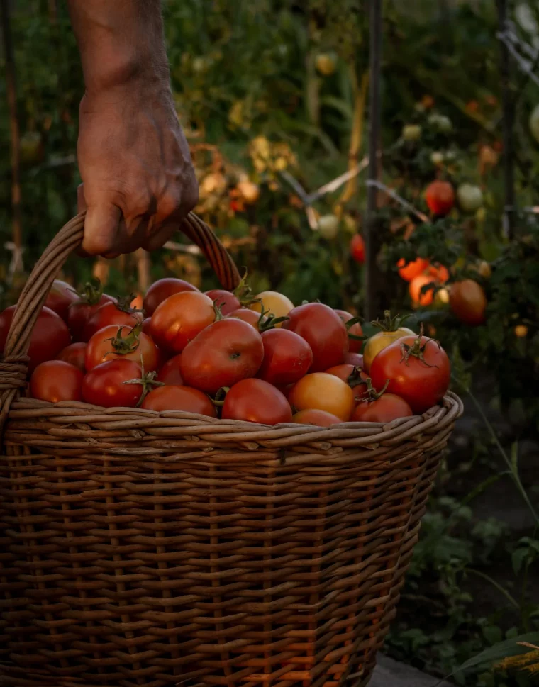 idée récolte de tomates et autres légumes avant de partir