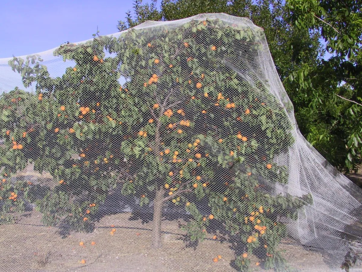 installer une voile à mailles anti oiseaux pour proteger les arbres fruitiers