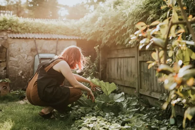 jardin cloture bois soleil arbustes plantes potager gazon entretien femme