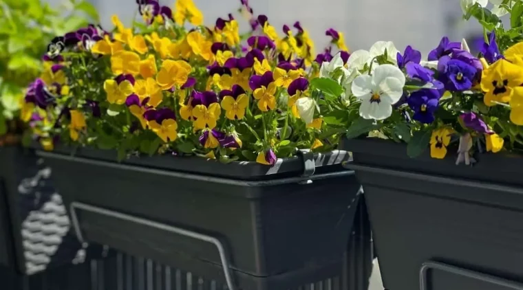 jardiniere plastique noire exposition soleil fleurs compositions plantes couleurs