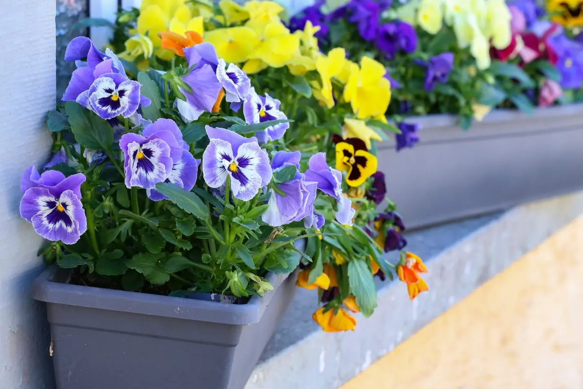 jardiniere sur fenetre rebord pot plastique couleur gris fleurs violettes