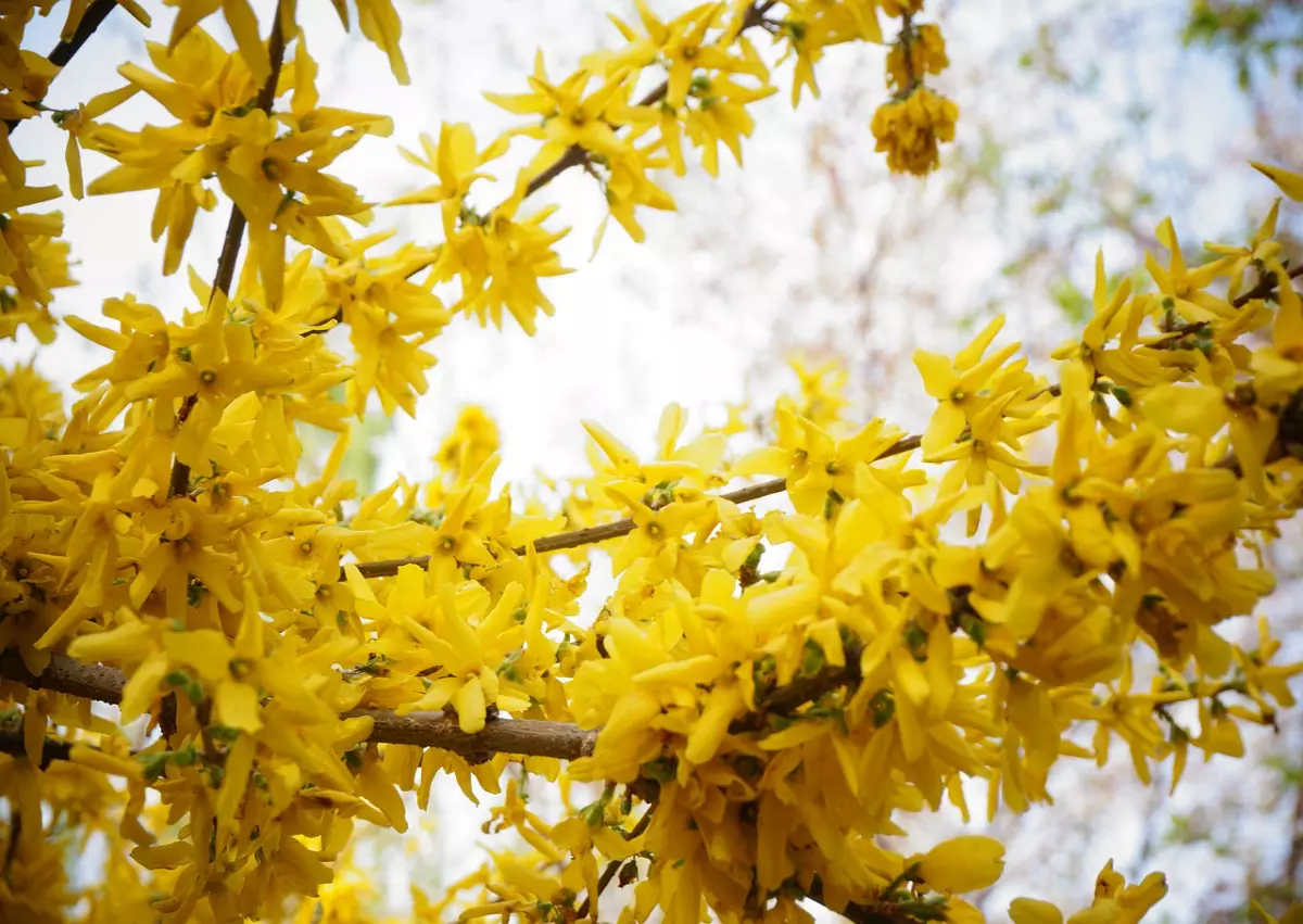 jasmin d hiver avec ses fleurs jaunes