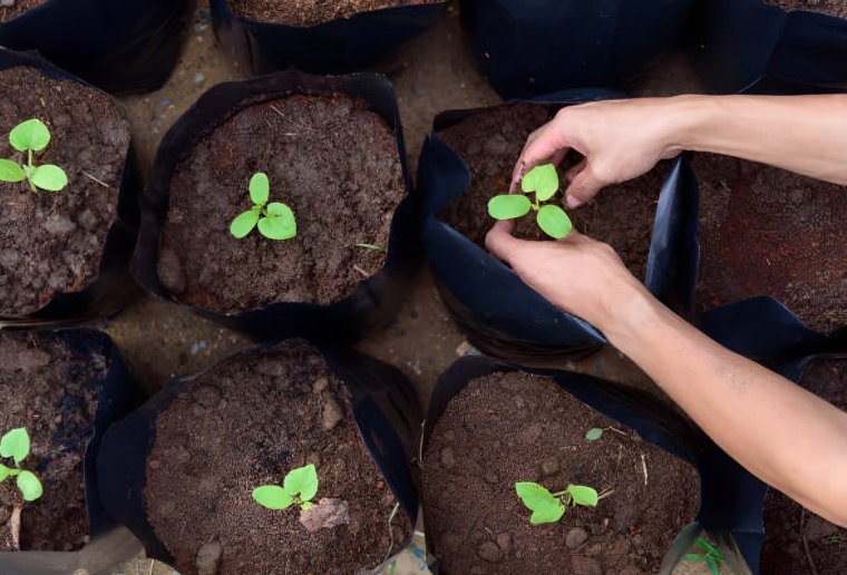 jeunes plants individuels dans des sacs de plantation individuels avec deux bras qui plantent