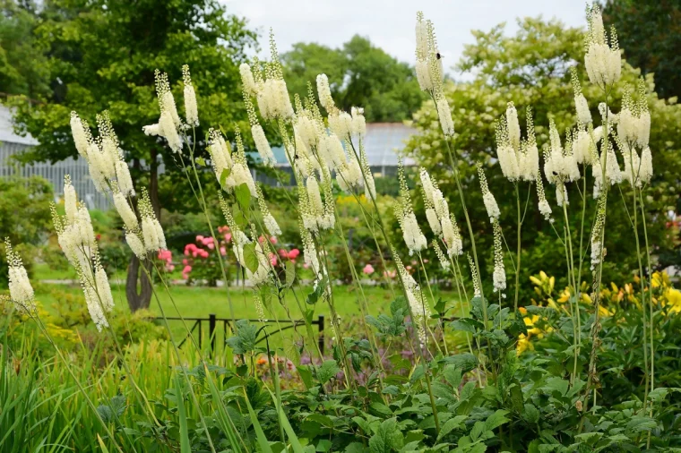 l actee a grappes noires fleurs blanches feuilles vertes jardin symptomes menopause