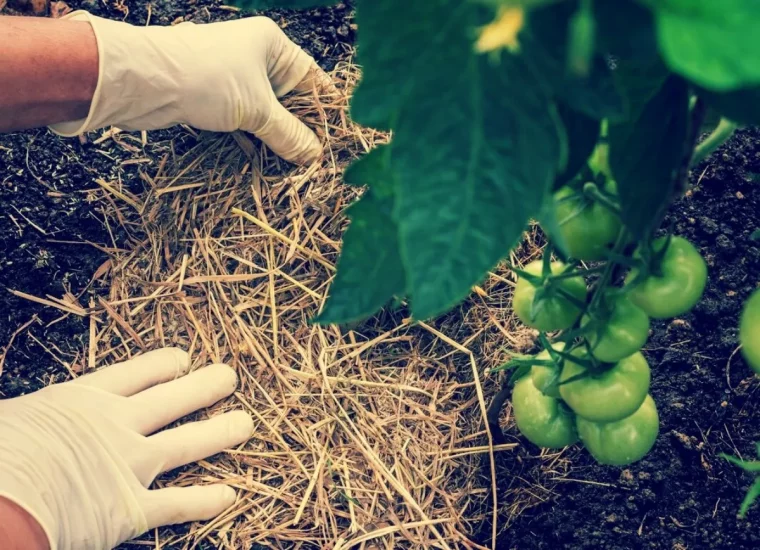 le meilleur engrais pour les tomates