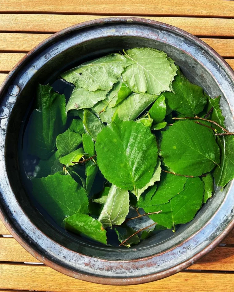 le pouvoir magique des plantes medicinales feuilles vertes bol