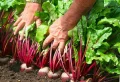 Est-ce que l’eau salée est bonne pour les plantes ? Quels légumes peut-on en arroser au mois d’août ?