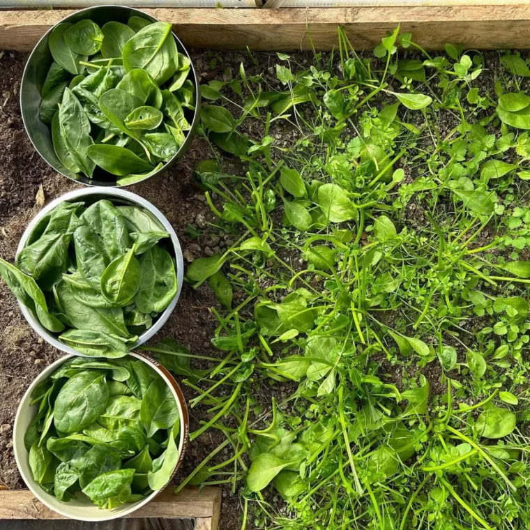 legumes verts feuilles plantation aout potager urbain