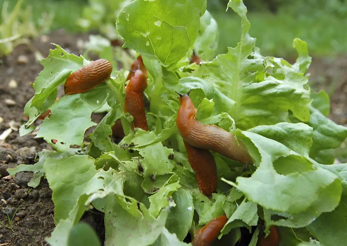 limaces sur les feuilles d une salade verte dans le jardin