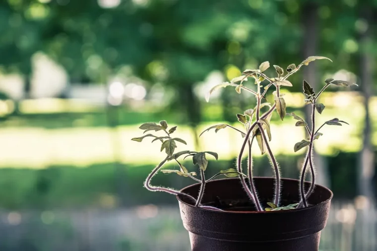 lumiere soleil exposition plante pot plastique semis potager tiges