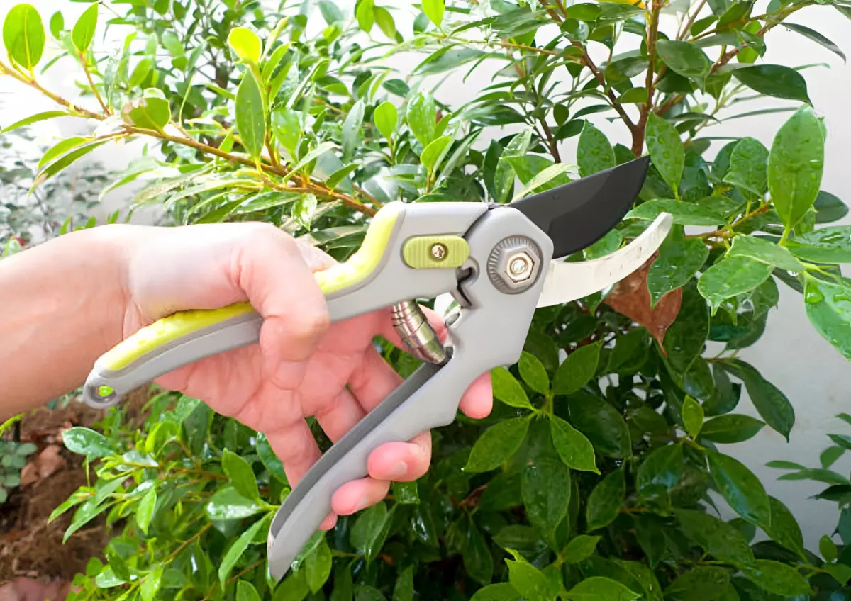 main qui tient un secateur bien aiguise devant un arbuste a feuillage persistant