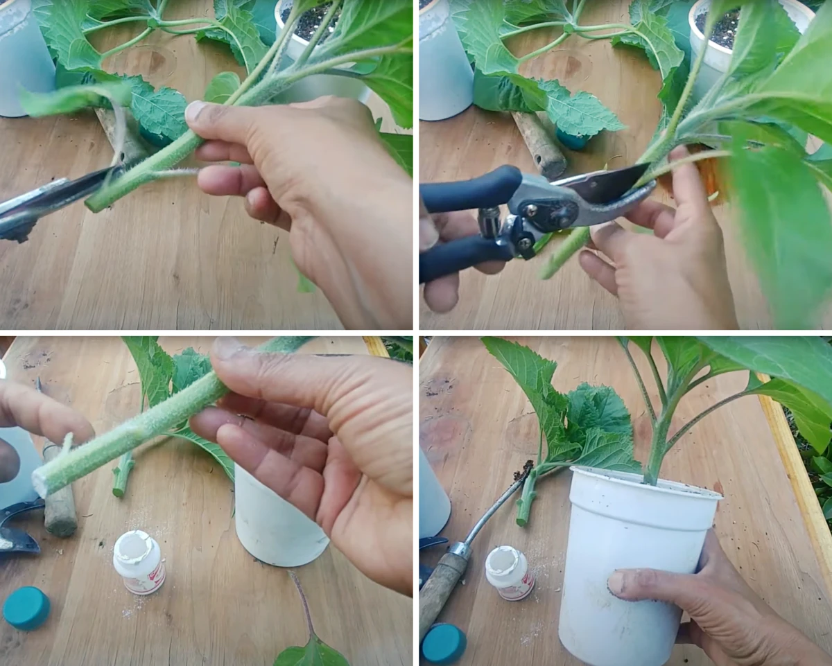 methode propagation tournesol par bouturage tige coupee pot plastique terre