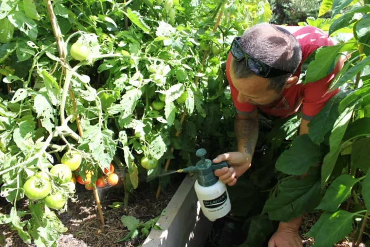 mettre du lait au pied des tomates