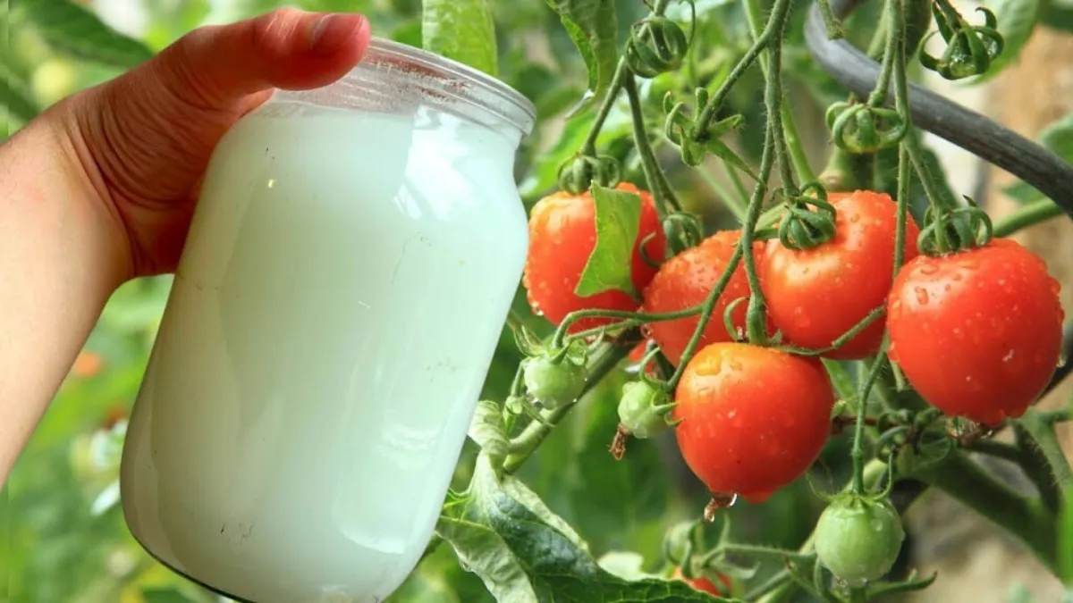 mettre du lait au pied des tomates unemaintient un bocal delait