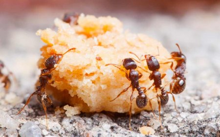 miel pour se debarrasser des fourmis dans le jardin