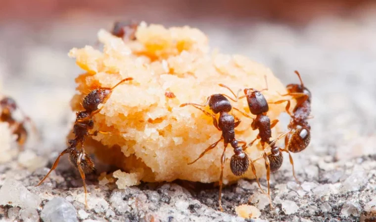 miel pour se debarrasser des fourmis dans le jardin