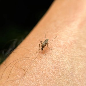 Combien de fois pique un moustique ? Le groupe sanguin est-il un lien ?