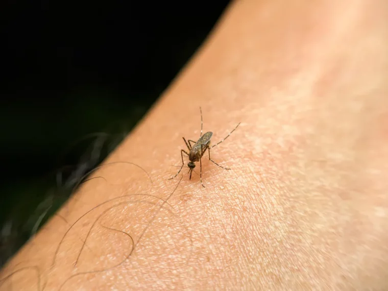 moustique en train de piquer un homme