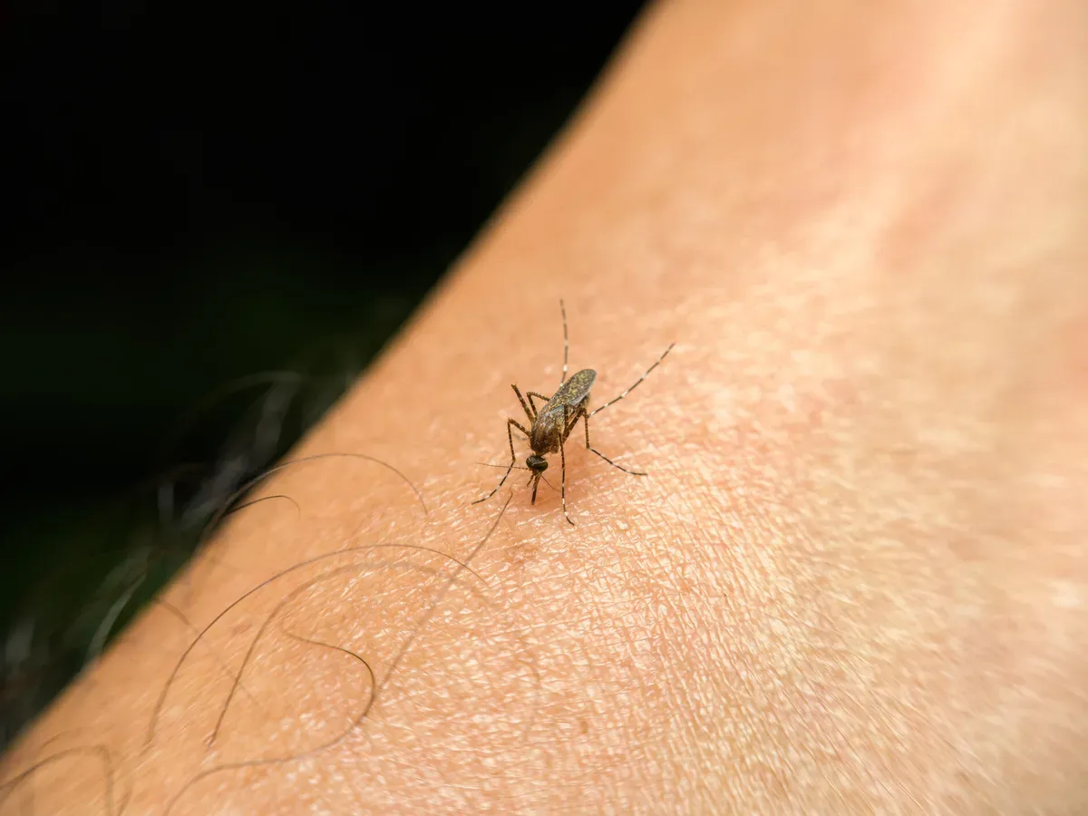 moustique en train de piquer un homme