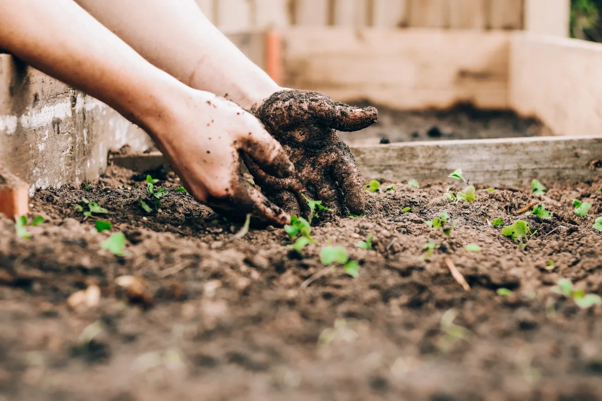 ne pas semer et planter avant de partir en vacances potager