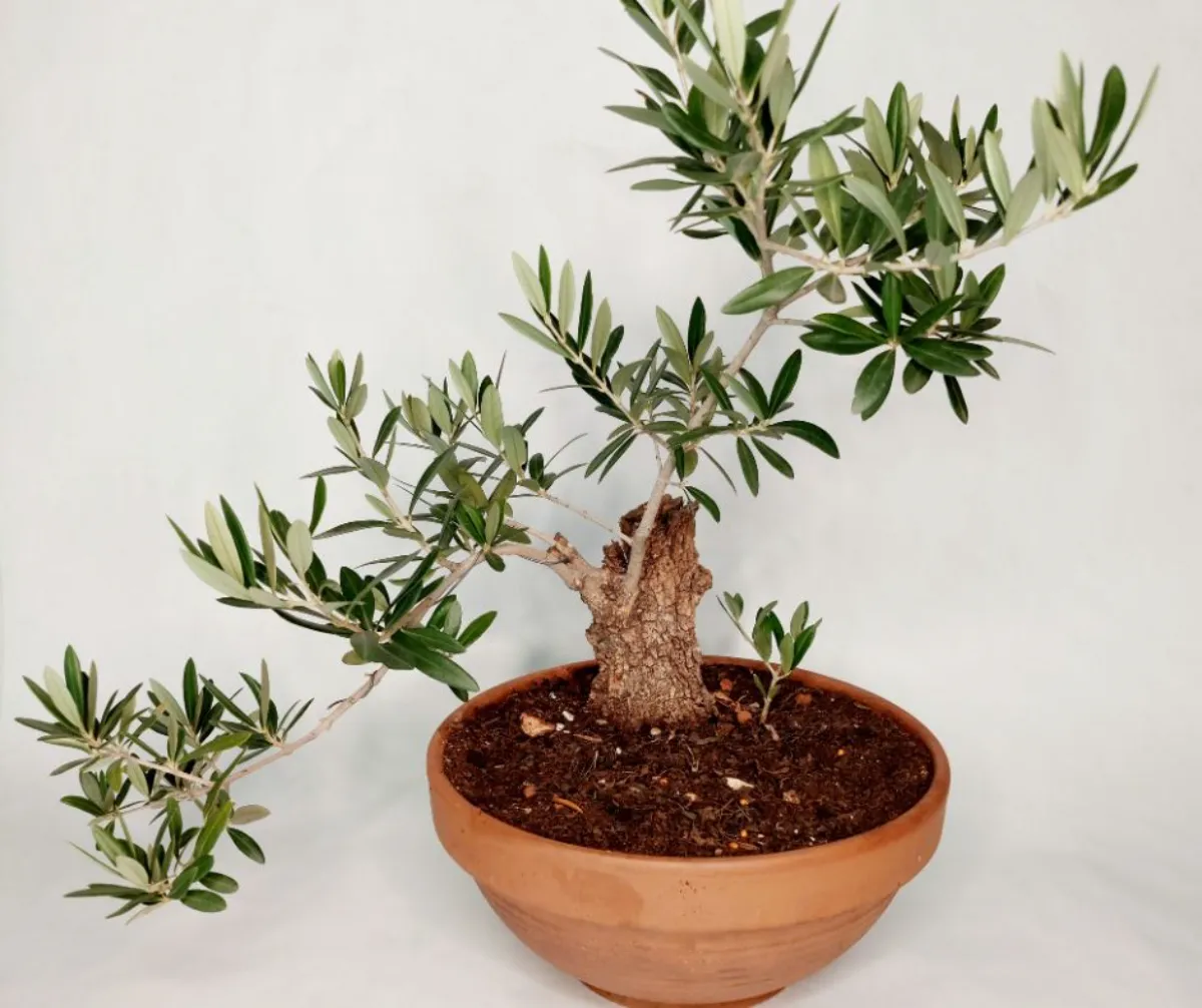olivier en pot idée d arbre en pot facile à cultiver jardin mediterraneen