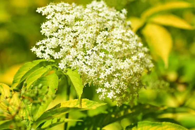 ombelle sureau arbuste a pollen floraison feuilles vertes fleurs comestibles recette