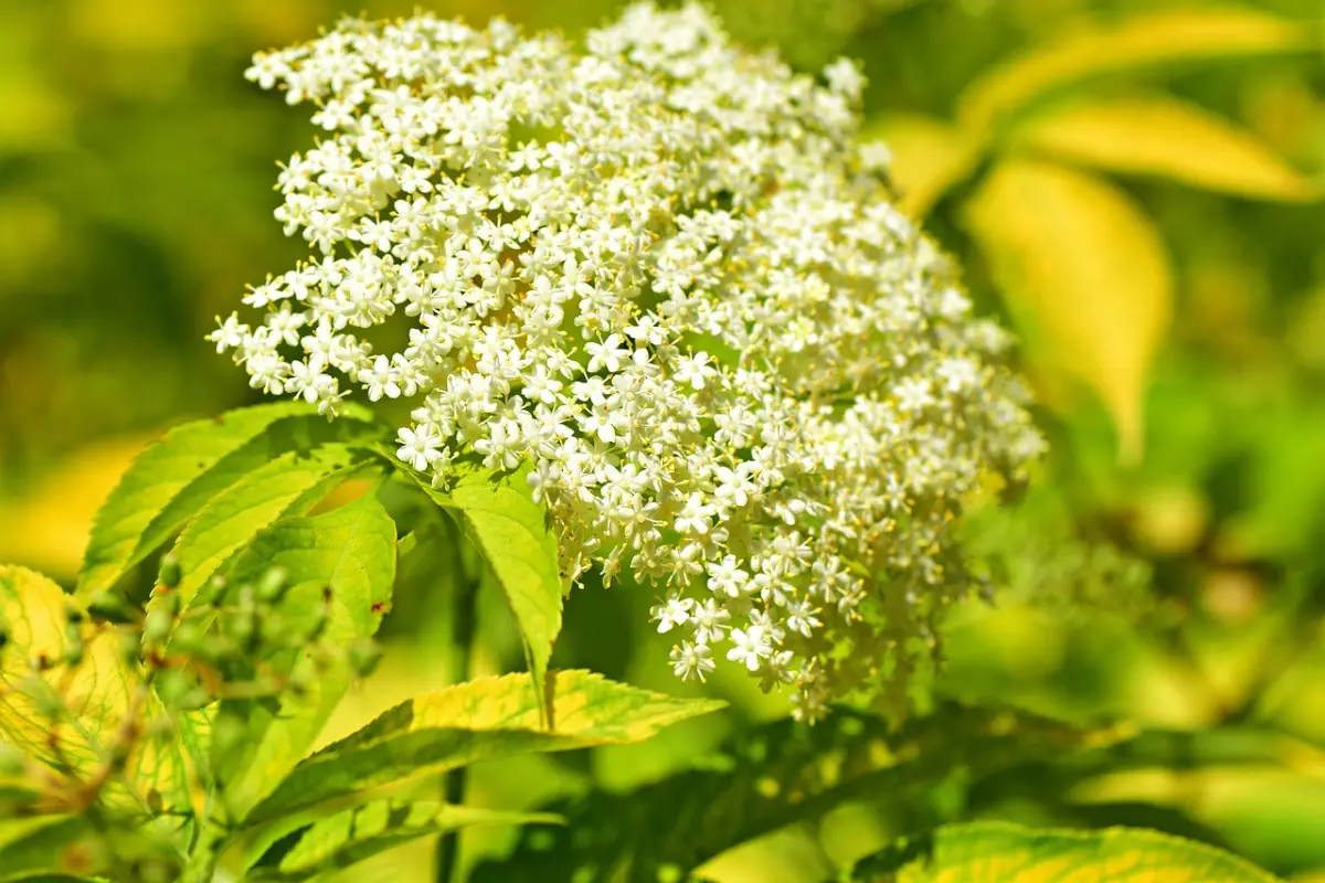 ombelle sureau arbuste a pollen floraison feuilles vertes fleurs comestibles recette