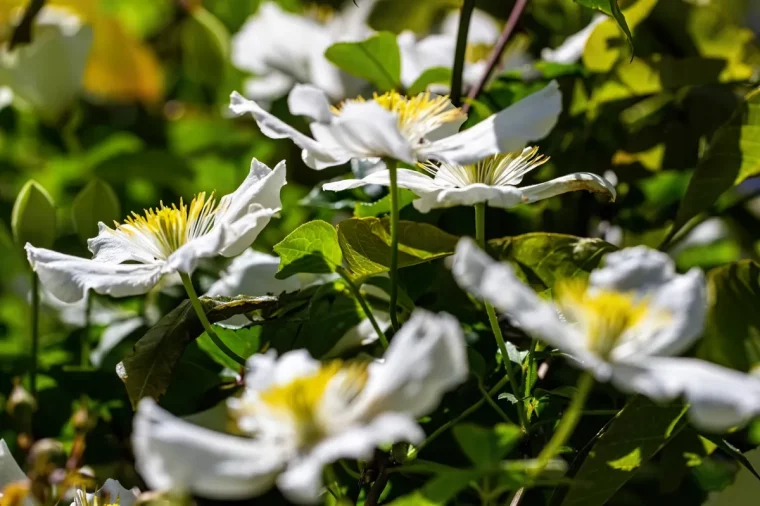 ou peut on planter les clematites conseils d experts