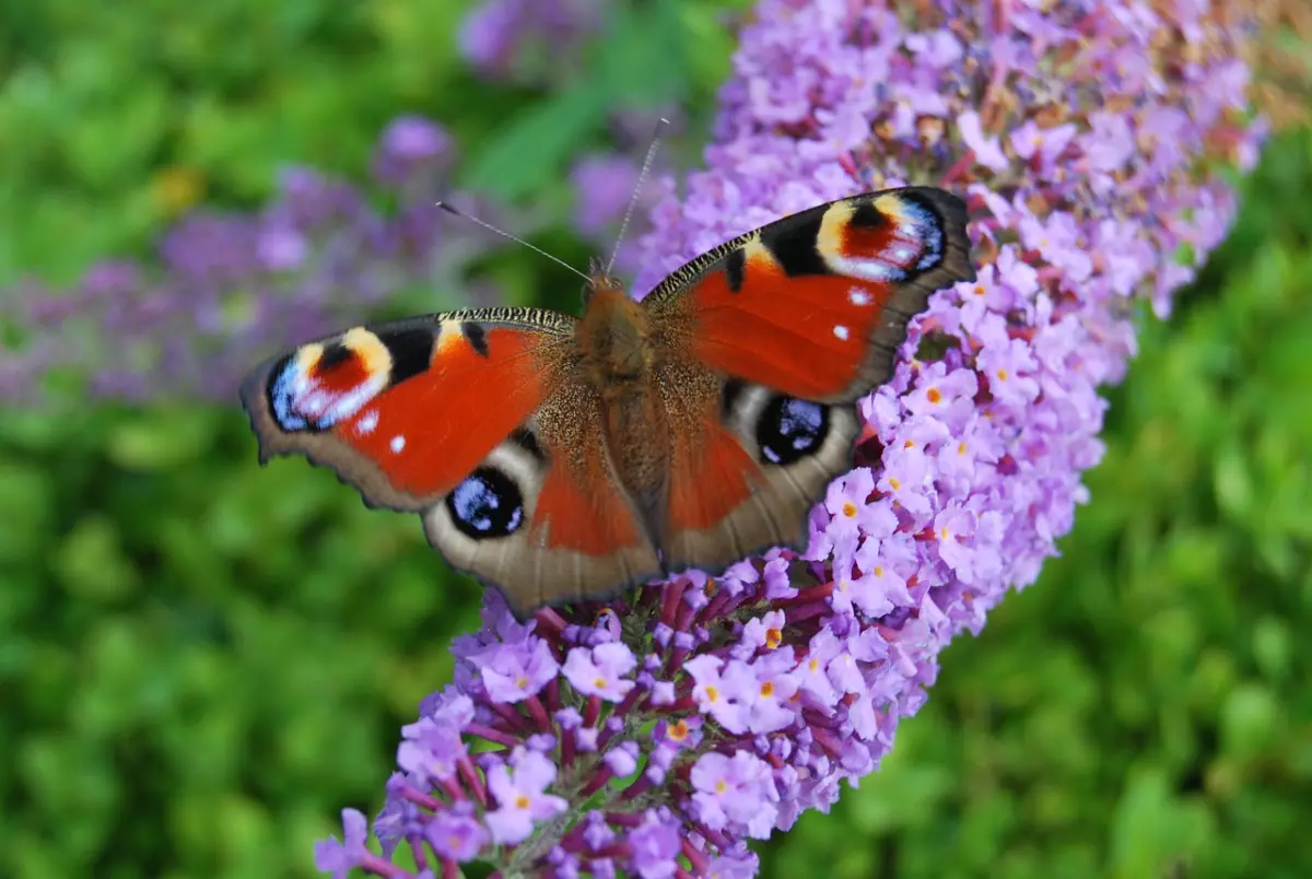papillon en face sur une grappe de fleurs de buddleia