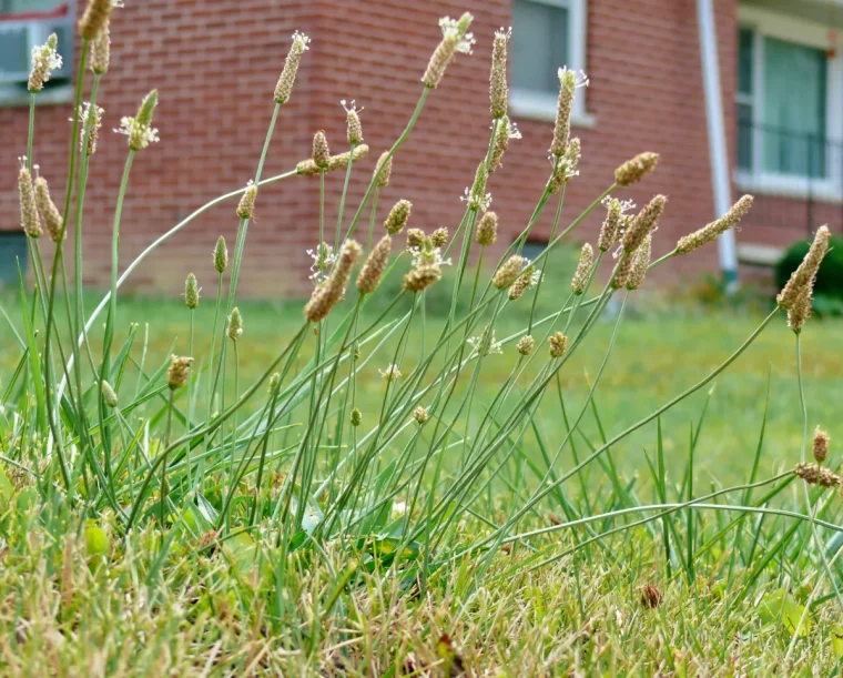 pelouse pleine de mauvaises herbes