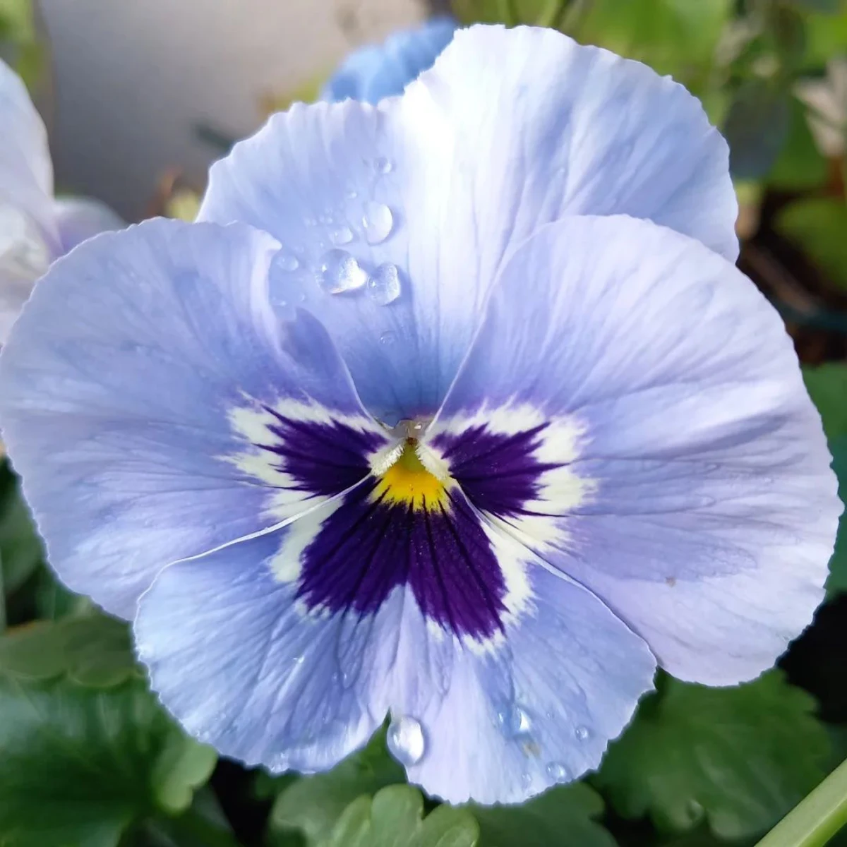 pensee fleurs blue violette a planter en septembre