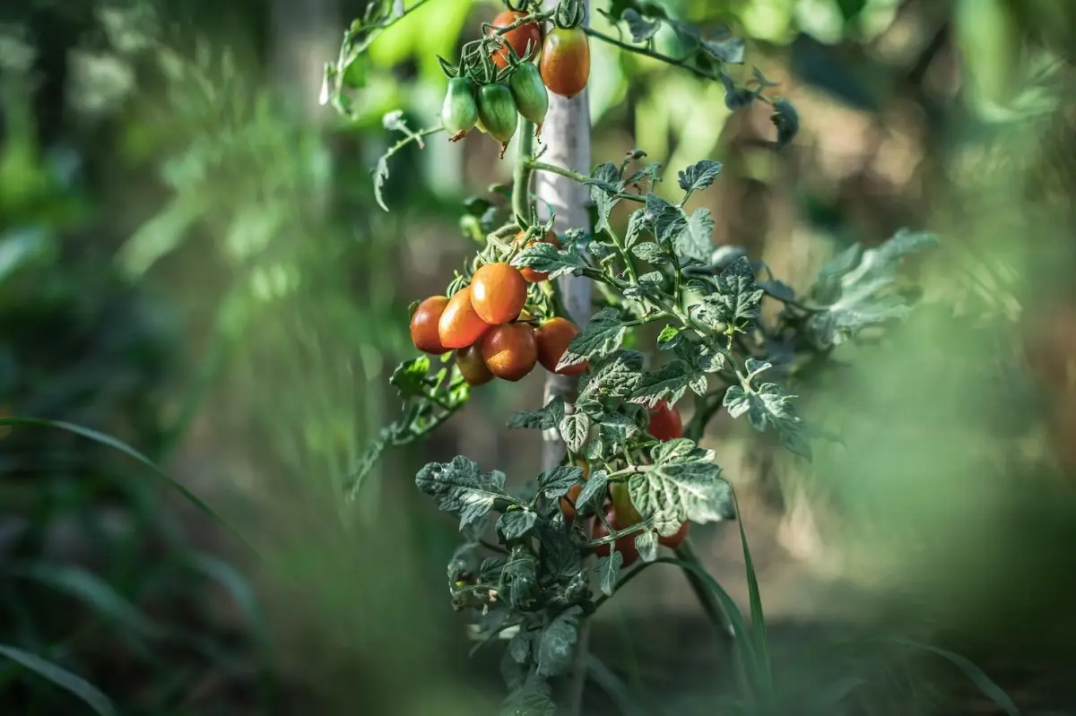 plant de tomates cerises variete support lumiere soleil feuilles potager
