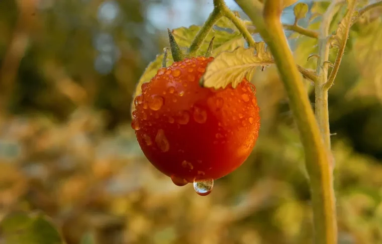 plant tige feuilles vertes gouttes d eau peau tomate rouge