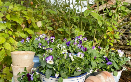 plantation des pensees quand et comment