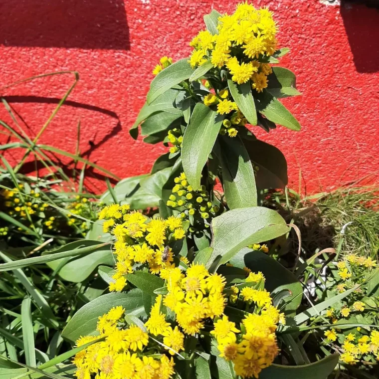 plante medicinalle fleurs jaunes mur rouge