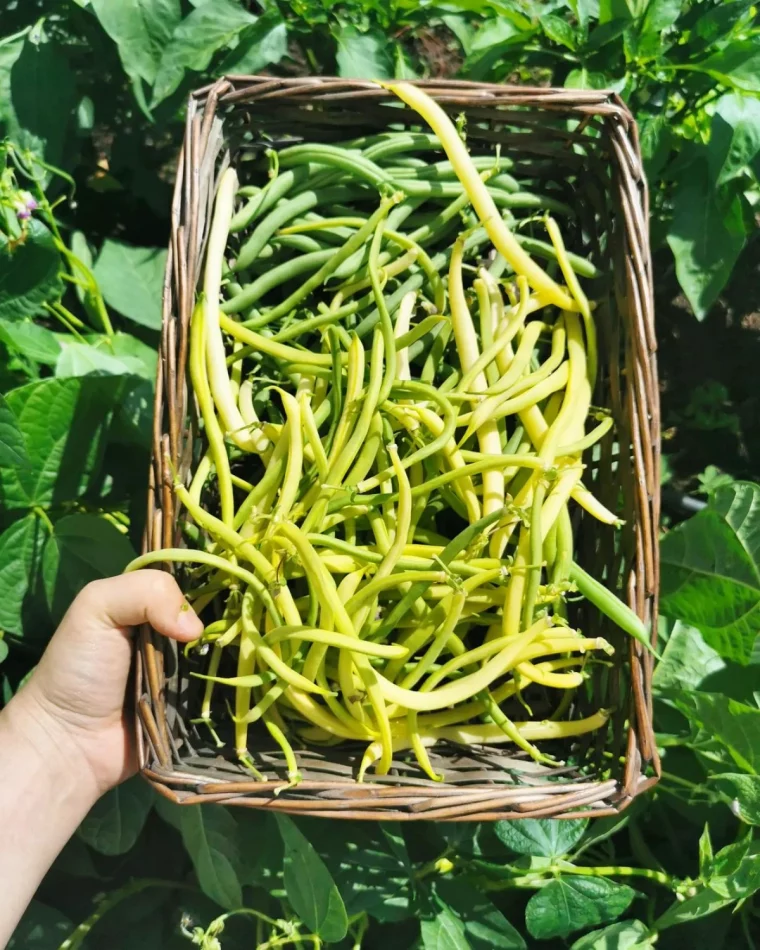 planter des haricots verts nains en septembre panier main