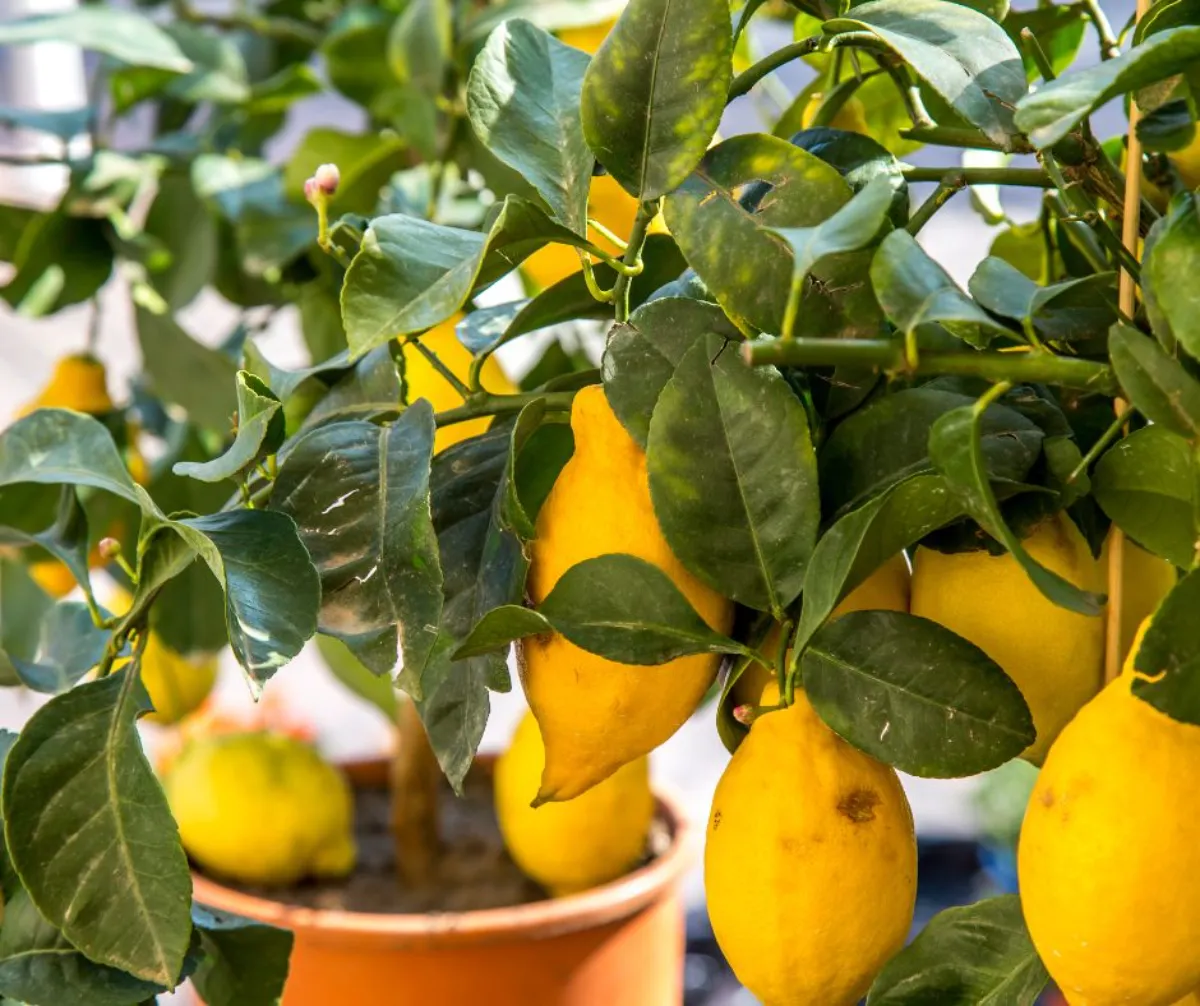 planter un citronnier en pot exemple aarbres culture en pot facile