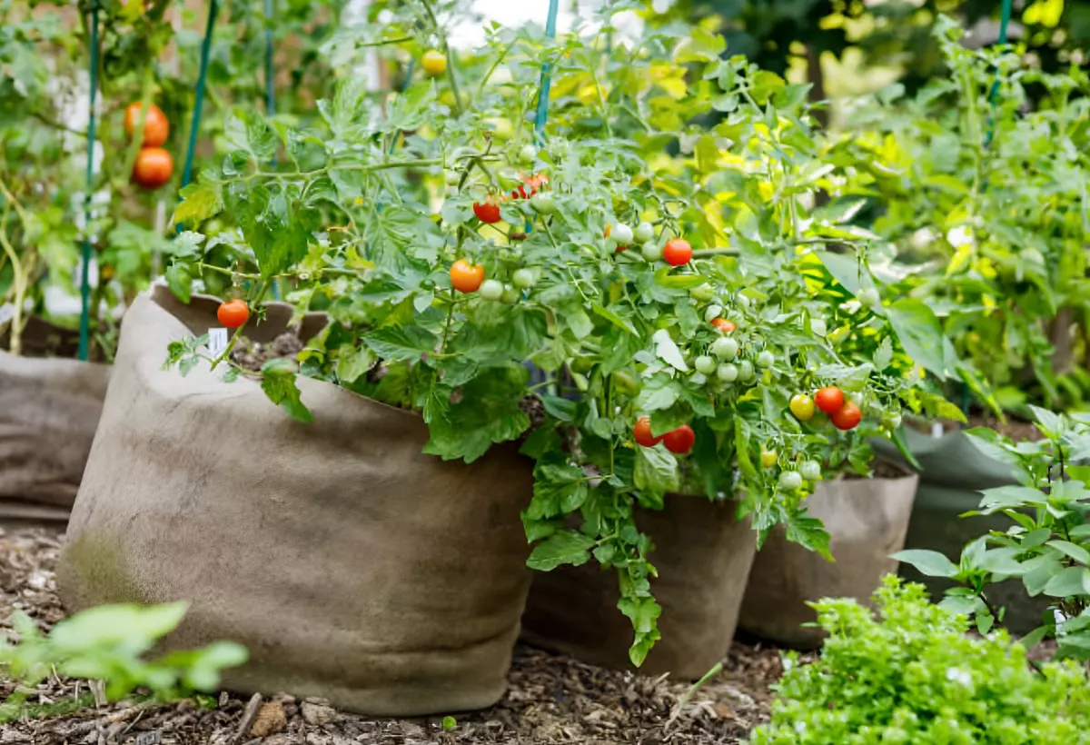 plants de tomates avec des fruits dans des sacs de plantation gris