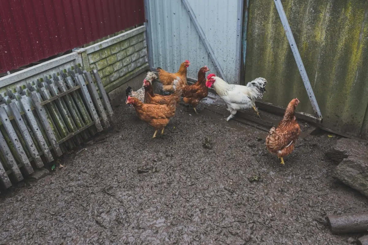 pluie protection poules toiture animaux domestiques poulailler isolation