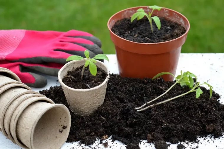 pot semis materiel jardinage rempotage jeunes plantes graines sol