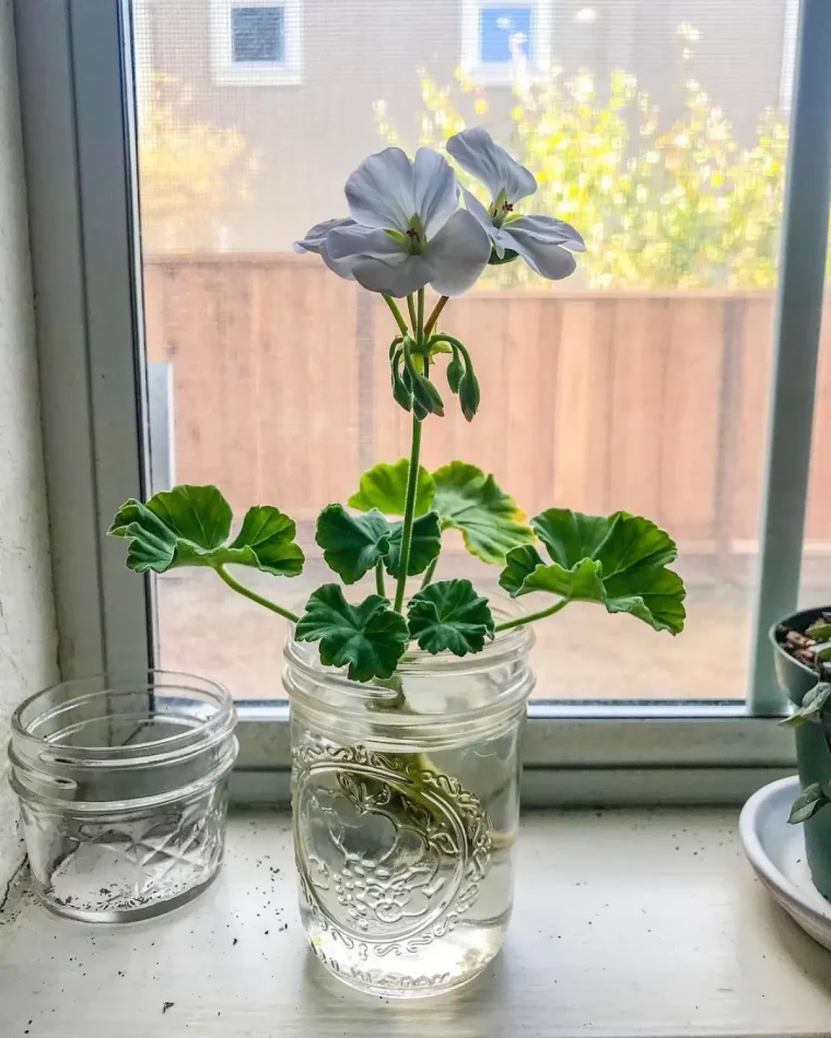 pot verre transparant propagation geranium dans eau fenetre soleil feuilles vertes fleur blanche