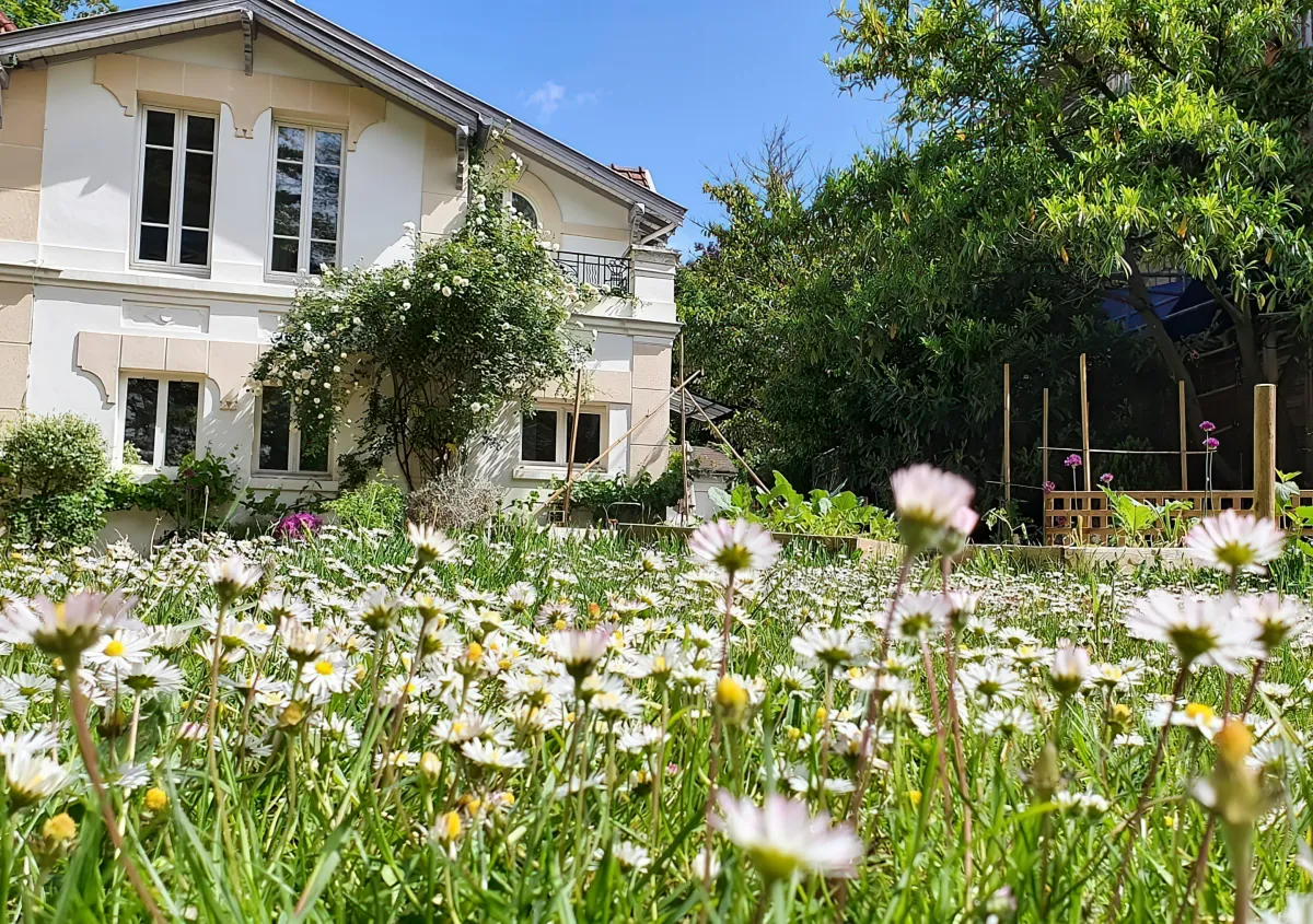 prairie de paquerettes devant une maison