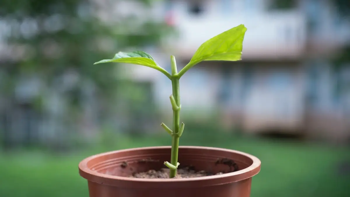 propagation hortensia bouture hydrangea sol terreau pot plastique feuilles vertes