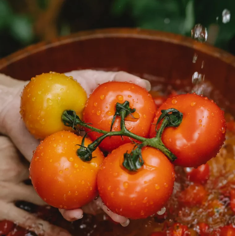 propriétés antioxydants du jus de tomate effets benefiques de la tomate