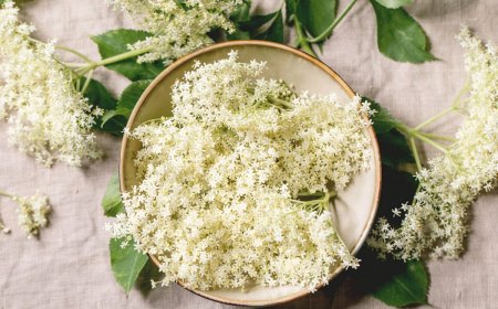 qu est ce que l on peut faire avec la fleur de sureau bol feuilles vertes et fleurs blanches