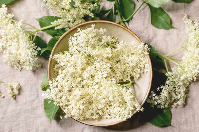 qu est ce que l on peut faire avec la fleur de sureau bol feuilles vertes et fleurs blanches